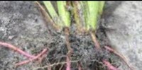 Carolina red root whole 1 lb