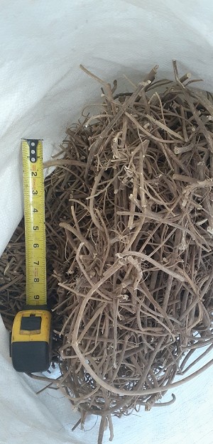 Devil's Shoestring Root Whole 1 lb