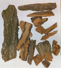 Sassafras Tree Bark (Sassafras albidum) Whole 1 lb