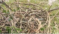 Yellow jasmine vine 1 lb