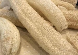 Luffa cylindrica sponge