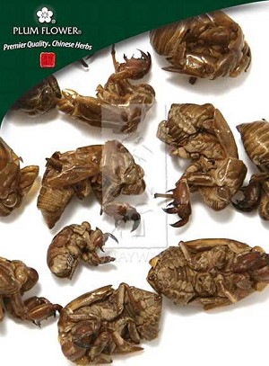 Cicada Slough whole, unsulfured, Cryptotympana pustulata moulting, 300 gm bag, 10.5 oz