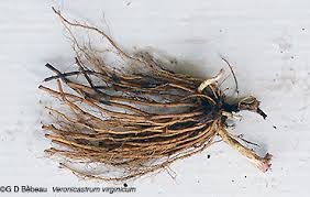 Culver's Root Whole 1 lb