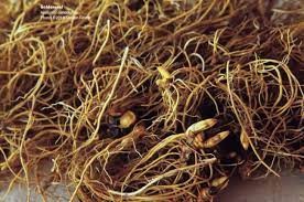 Goldenseal Root Whole 1 lb