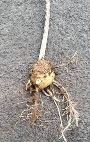 Indian Turnip Root Whole 20 lbs