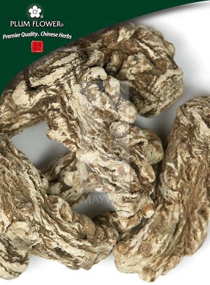 Angelica Root Head - Large Whole: 500 gm (1.17 lb)