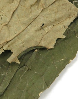 Lotus Leaf Whole: 250 gm (8.9 oz)