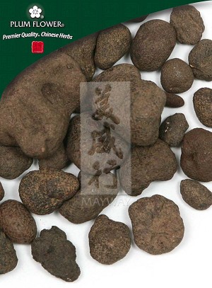 Thunderball Fungus Whole: 500 gm (1.17 lb)