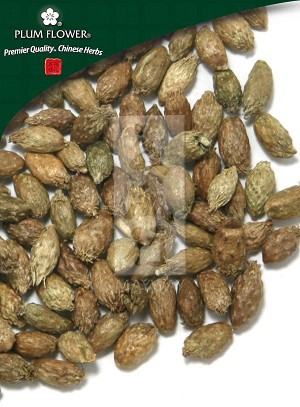 Xanthium Fruit Whole: 500 gm (1.17 lb)