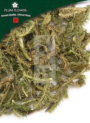 Clubmoss Herb Whole: 500 gm (1.17 lb)