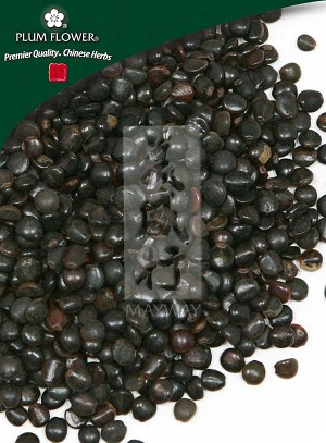 Japanese Raisin Tree Seed 500 gm (1.17 lb)
