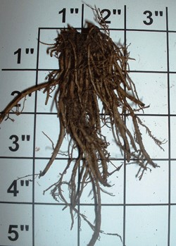 Pink Root Whole 1 lb