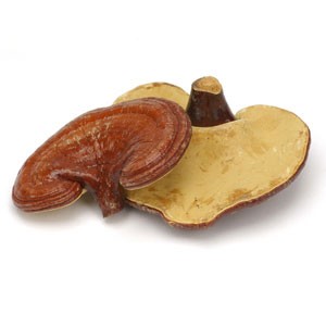 Reishi Mushrooms, Red Whole 1 lb