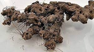 Stone Root Whole 1 lb