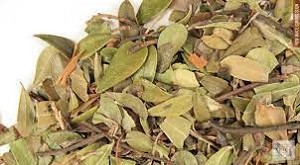Uva Ursi Leaf Whole 20 lbs
