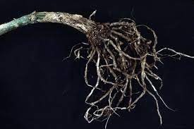 White Pond Lily Root Cut & sifted 20 lbs