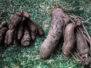 Wild Yam Root Whole 20 lbs