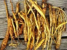 Yellow Dock Root Whole 1 lb
