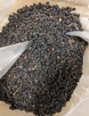 Poke Berries Whole 20 lbs